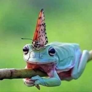 Meet your Posher, Carrie